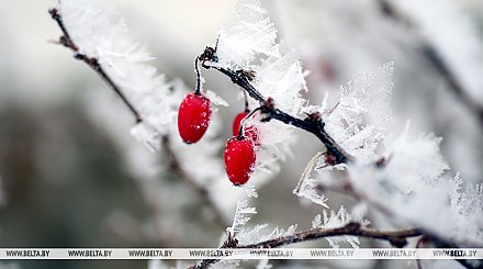 Постепенное ослабление морозов, но с осадками. Чего ждать от погоды в Беларуси 23-28 января