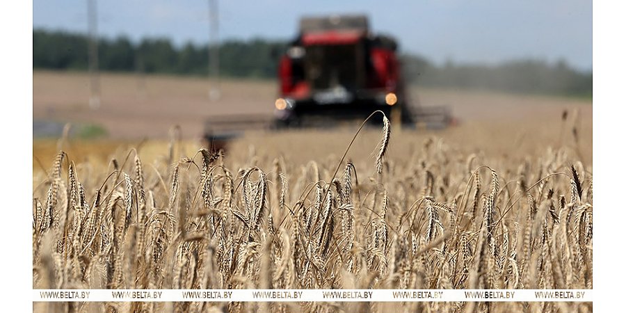 В Беларуси собрано 10 млн тонн зерна с учетом рапса и кукурузы