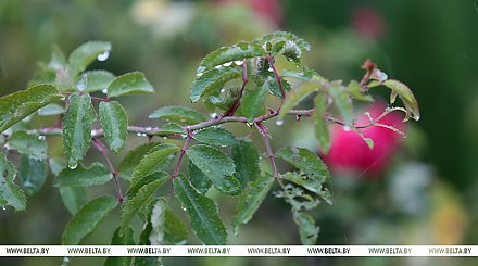 Заморозки, кратковременные дожди и порывистый ветер. Какой будет погода в Беларуси 13 мая