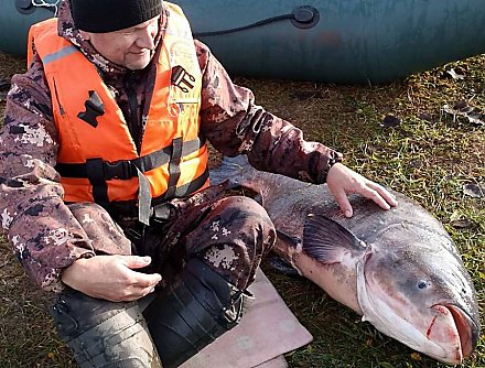 Очередной толстолобик-гигант в Вороновском озере