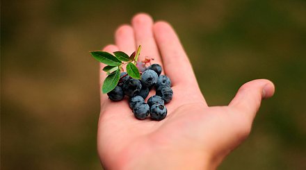 Сколько нужно съесть черники, чтобы зрение улучшилось? Рассказывает врач