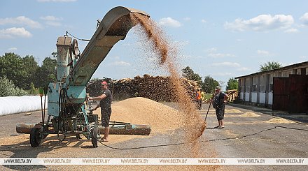 В Беларуси намолотили более 4,6 млн тонн зерна