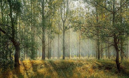 Запреты и ограничения на посещение лесов действуют в трех районах Гродненской области. В том числе и в Вороновском