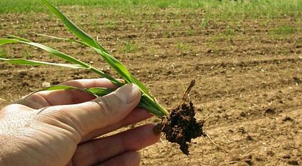 В Беларуси определили новый перечень районов, неблагоприятных для сельхозпроизводства