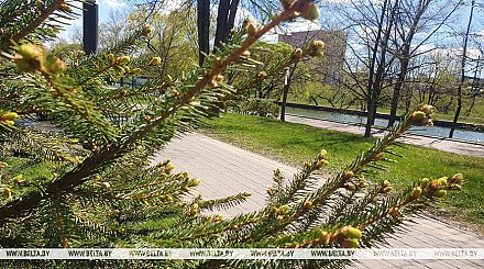 Ночные заморозки и резкое потепление днем прогнозируют в Беларуси 2 мая