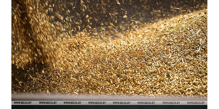 В Беларуси намолочено 3,1 млн т зерна нового урожая