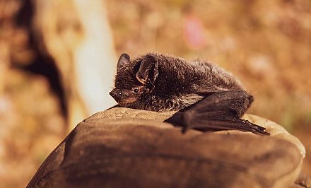 У белорусских летучих мышей нашли новые виды опасных для человека клещей