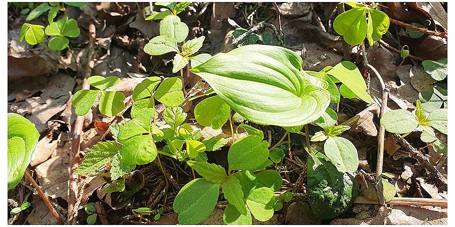 Неделя родной природы стартует в Беларуси 22 мая