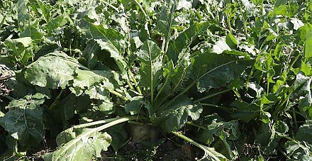 Более 4,8 млн тонн сахарной свеклы накопано в Беларуси