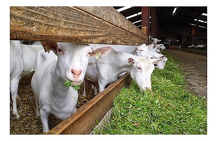 Качество и сохранность. В Комитете госконтроля области проанализировали качество заготовки травяных кормов