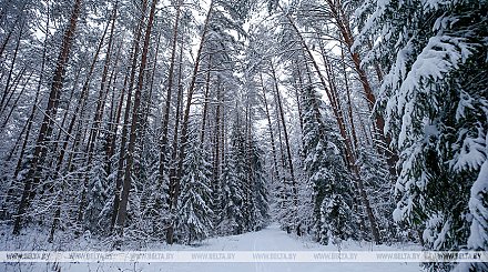 Более Br7 млрд направят на госпрограмму "Белорусский лес" до 2025 года