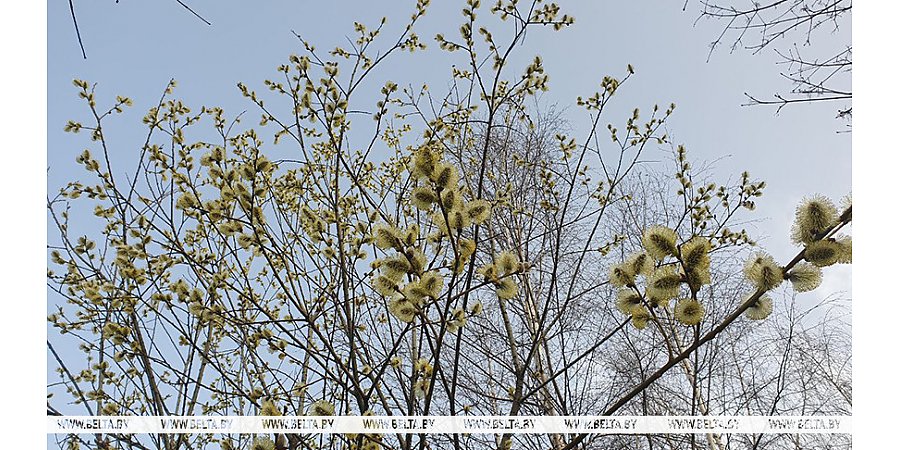 "Температура достигнет летних значений". Синоптики о погоде на ближайшую неделю