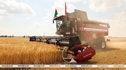 Зерновые и зернобобовые культуры в Беларуси убраны с 18% площадей
