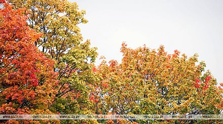 Облачно, во многих районах дожди. Какой будет погода в Беларуси 11 октября