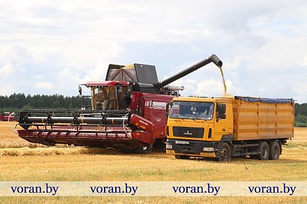 Зерновой клин Вороновщины. Яровой ячмень убран на 35% площадей 