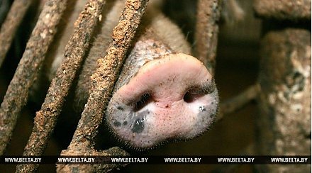 Ветврач сельхозпредприятия в Вороновском районе за три года скрыла падеж почти 30 тыс. свиней