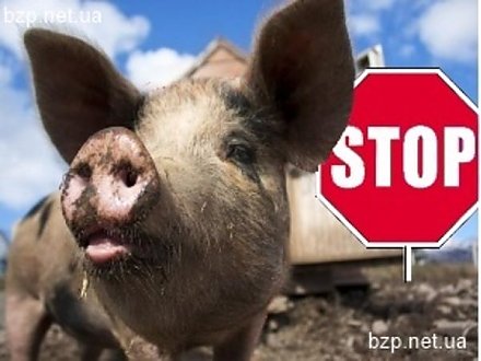 Снова об африканской чуме свиней