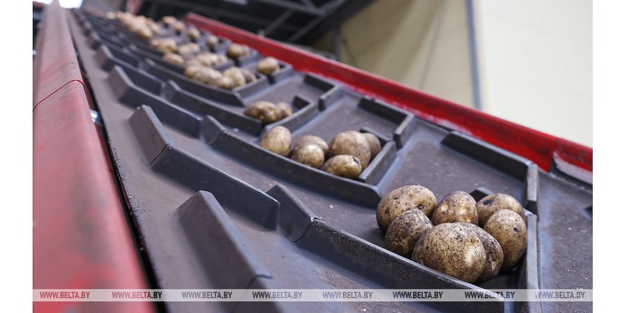 Минсельхозпрод не прогнозирует значительного снижения урожая по овощной группе