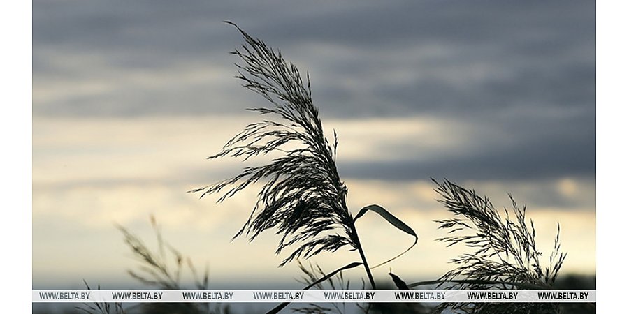 О факторах опасности при усилении ветра напомнили в МЧС