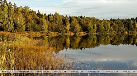 Акцию "Чистый лес" поддержали более 40 тыс. человек