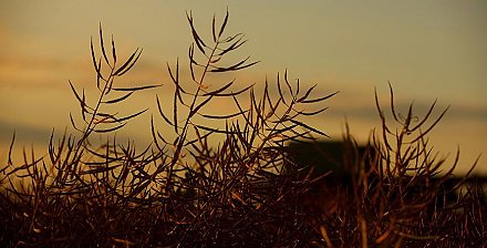 Минсельхозпрод: урожайность маслосемян озимого рапса не ниже прошлогоднего