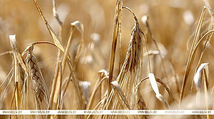 В Беларуси намолочено почти 448 тыс. тонн озимого ячменя