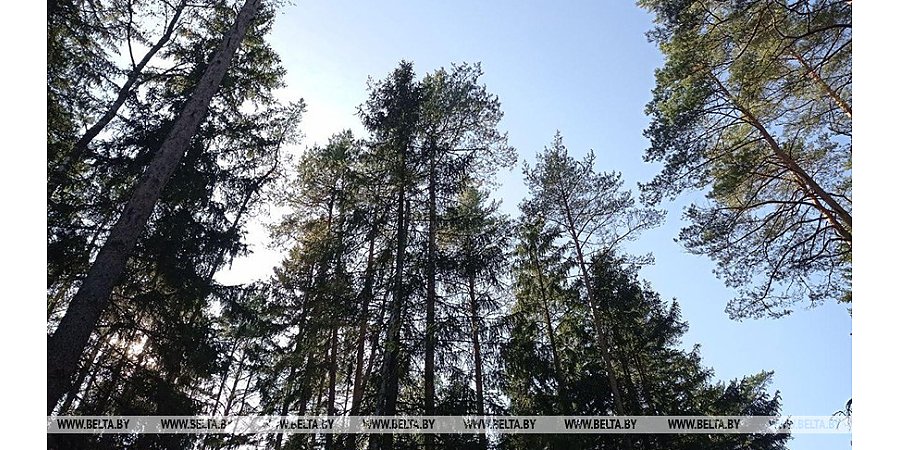 Ограничения на посещение лесов действуют в 46 районах Беларуси