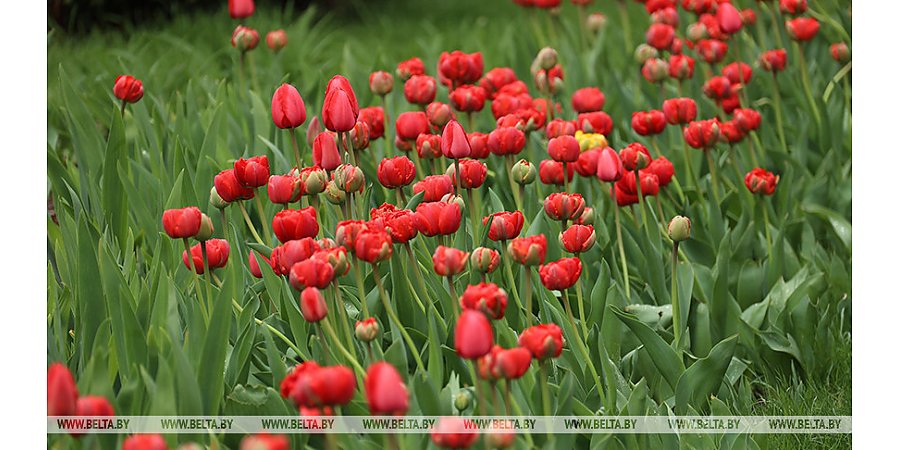 Поля тюльпанов, необитаемый остров. Что нового предлагают туристам в Беларуси