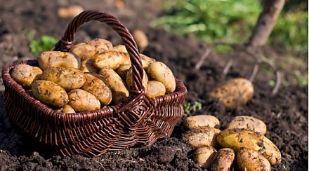 В Беларуси ожидается урожай картофеля в 5,7 миллионов тонн