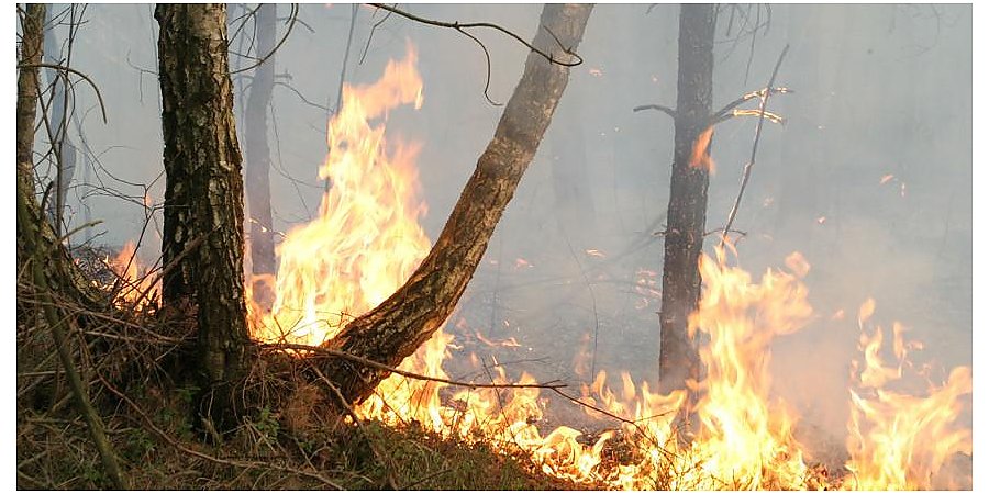 В лесах Гродненской области уже зафиксировано 49 случаев возгораний. Какие самые частные причины лесных пожаров