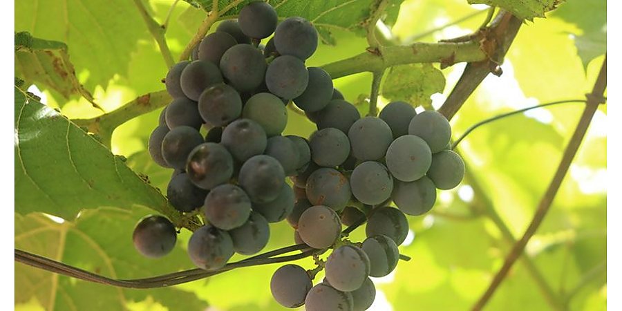 Работы в огороде в сентябре: что нужно успеть сделать