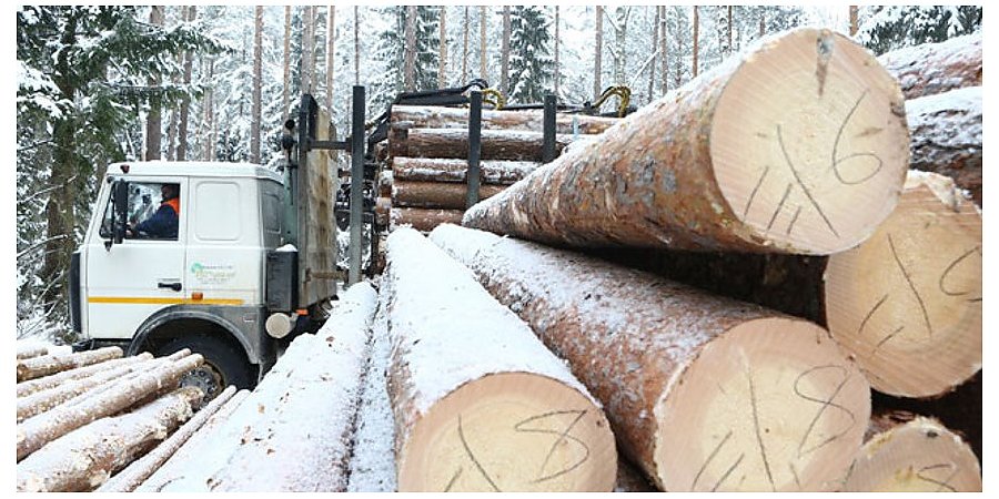 Министр лесного хозяйства: падение цен на древесину не прогнозируется