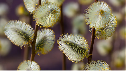 Не оставляйте на столе грязную посуду: народные приметы на 11 марта