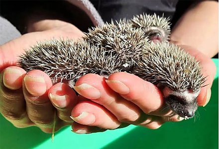 Работники Гродненского зоопарка выходили пятерых ежат-сирот