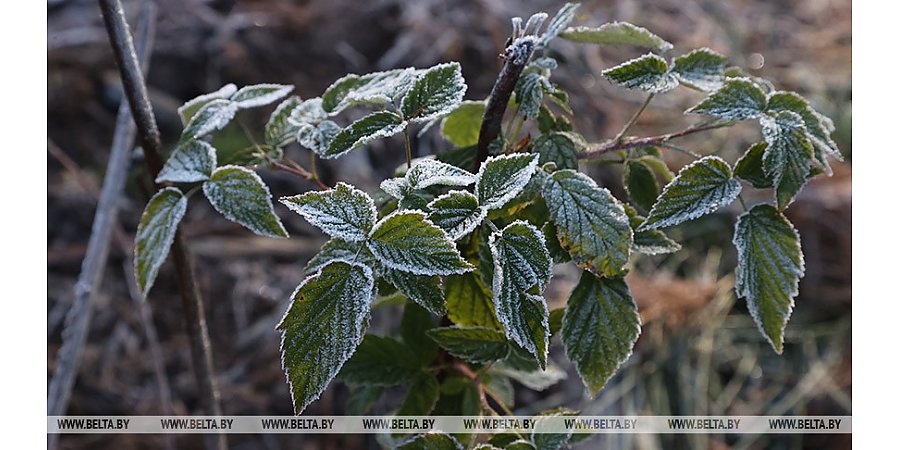Ночные заморозки ожидаются в Беларуси 29 сентября 
