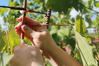Знаете ли вы, как в октябре спасти виноградную лозу от вымерзания?