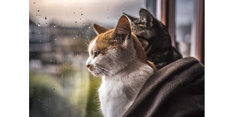 Дожди по юго-западу и до +17°С днем. Какой будет погода сегодня