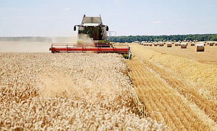 В Беларуси намолотили 6,7 млн тонн зерна