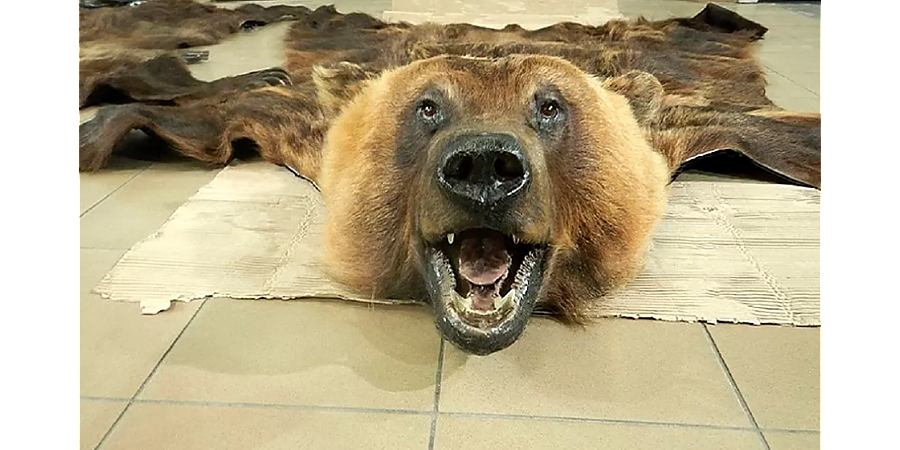 Белорусу грозит 5 лет тюрьмы в Польше за ввоз в страну шкур животных