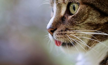 Откуда взялся тот самый зеленый кот и другие 50 удивительных фактов о кошках