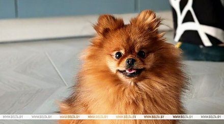 Владельцам жилья поступают напоминания о необходимости зарегистрировать домашнее животное. Как это сделать?