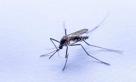 В Антарктиде появились обыкновенные комары