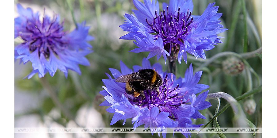 Оранжевый уровень опасности из-за жары объявлен в Беларуси на 16 июля
