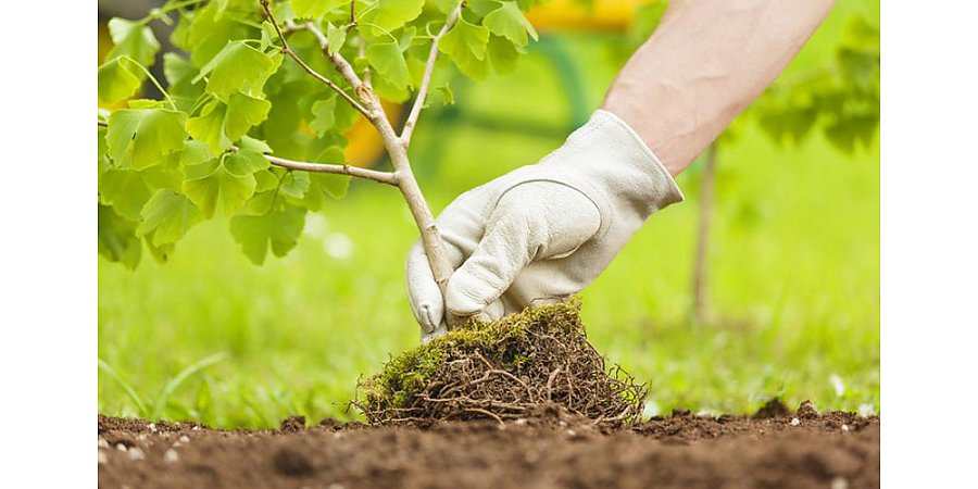 Жителей Гродненской области приглашают поучаствовать в озеленении населенных пунктов