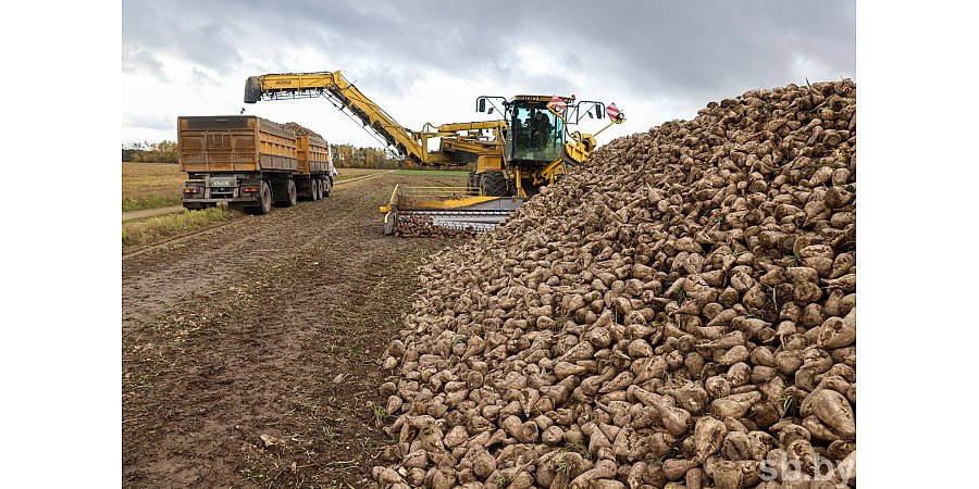 Свыше 2 млн тонн сахарной свеклы накопали в Беларуси