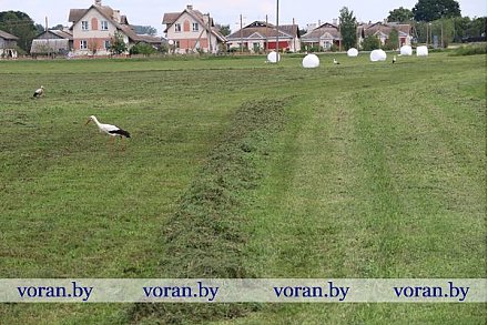 Уборка трав второго укоса в Вороновском районе (Видео)