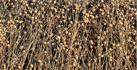 В Беларуси заготовлено более 64 тыс. тонн льнотресты