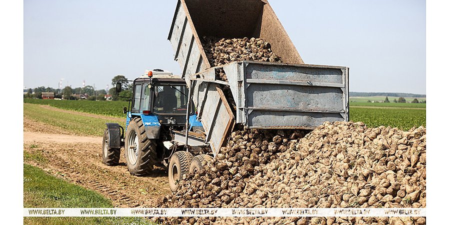 В Беларуси убрана почти четверть площадей сахарной свеклы
