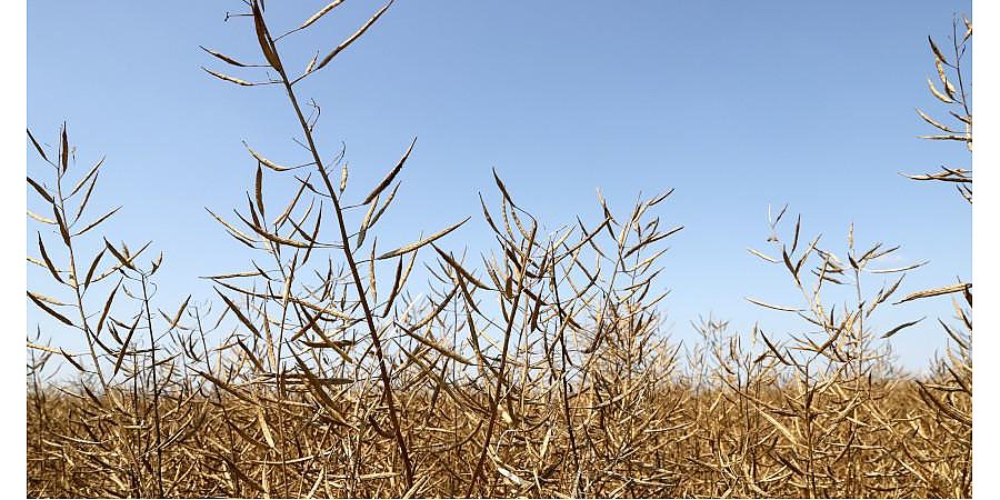 Задача выполнена. В Беларуси намолотили более 10 млн тонн зерна с учетом рапса