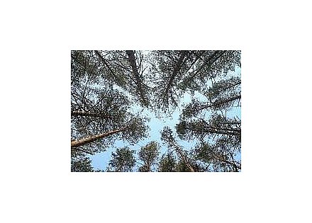 В 15 районах Гродненской области ограничено посещение лесов